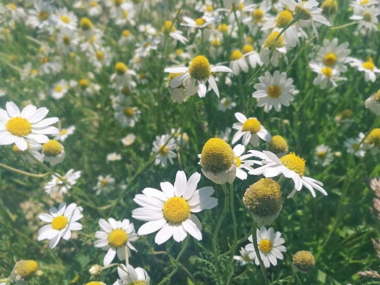 Chamomile (Egyptian, Whole) – Loose Herb