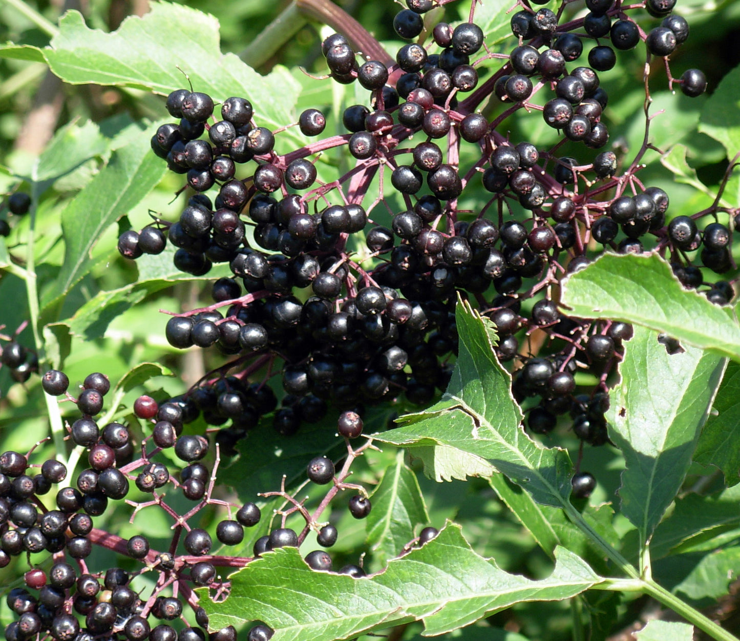 Elderberry (Whole) – Loose Herb