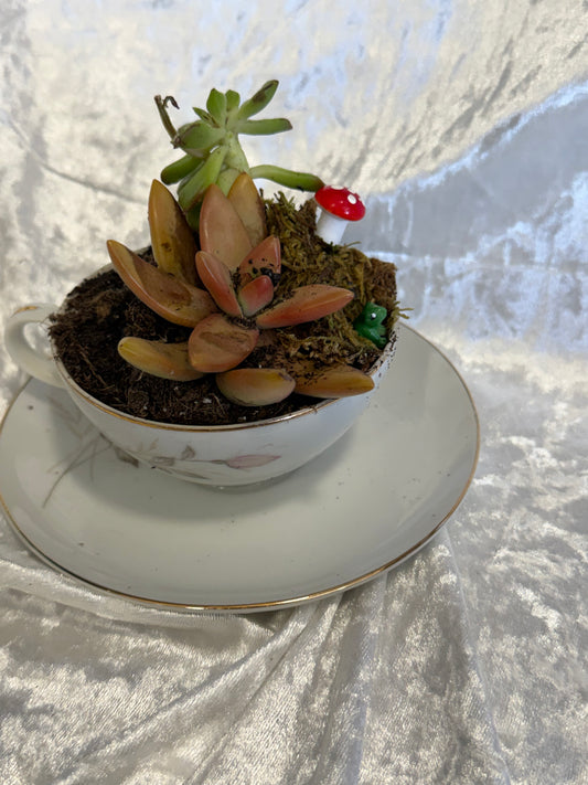 Vintage Teacup Succulent Class – Create Your Own Mini Garden