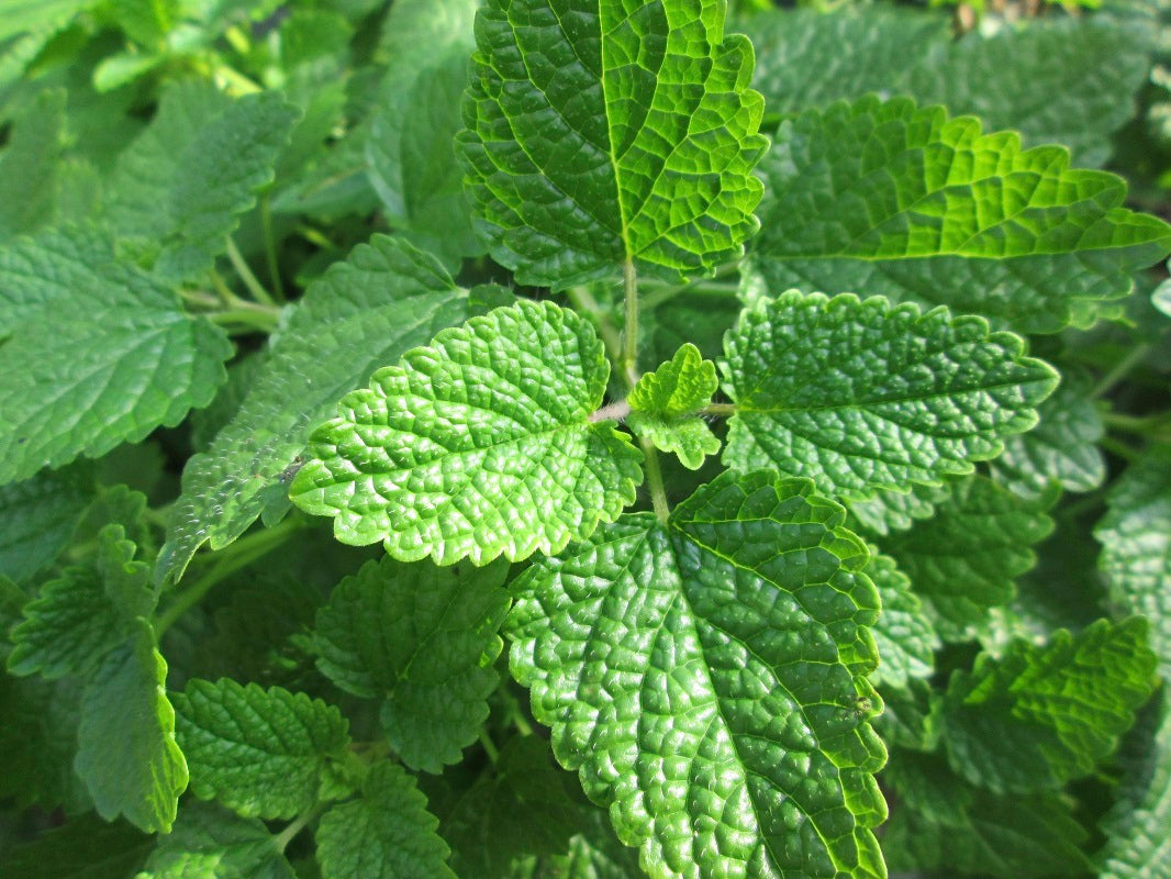 Lemon Balm (Cut & Sifted) – Loose Herb