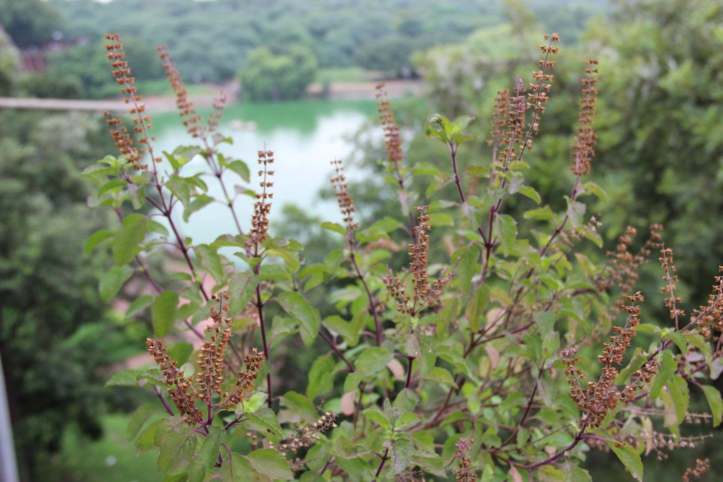 Tulsi Leaf (Holy Basil, Cut & Sifted) – Loose Herb