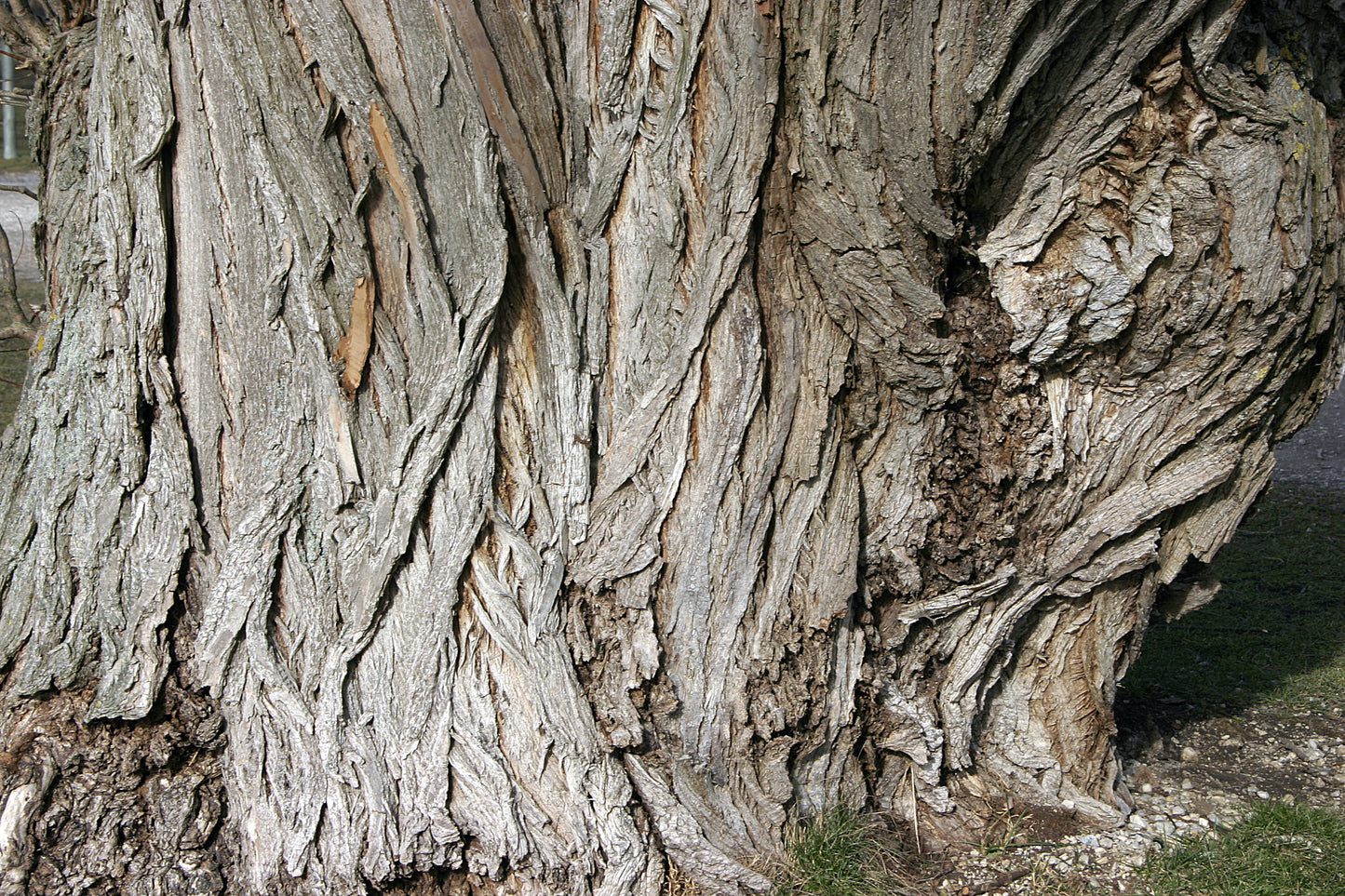 White Willow Bark Powder (Wild Crafted) – Loose Herb