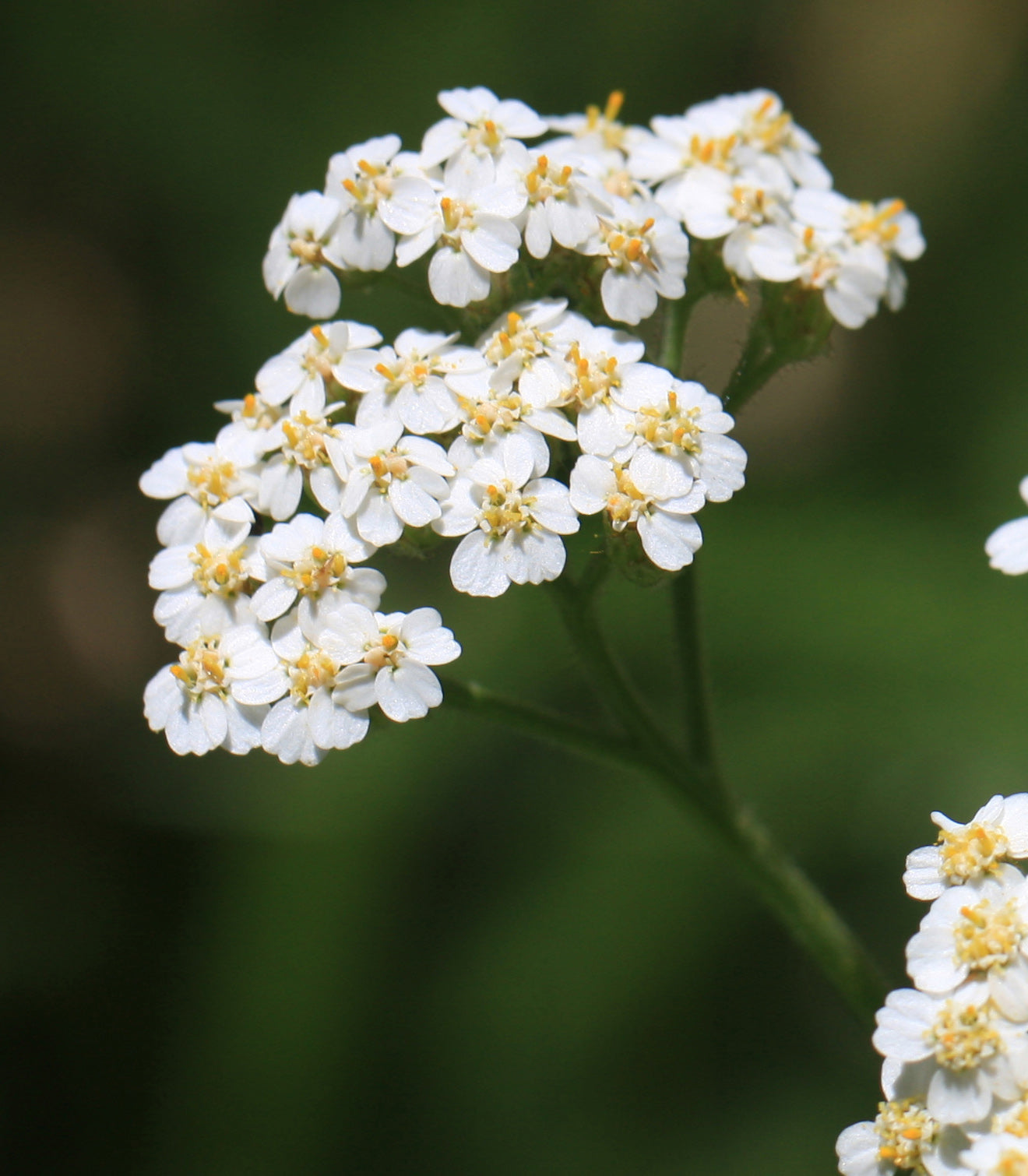 Yarrow Flower (Cut & Sifted, Organic) – Loose Herb