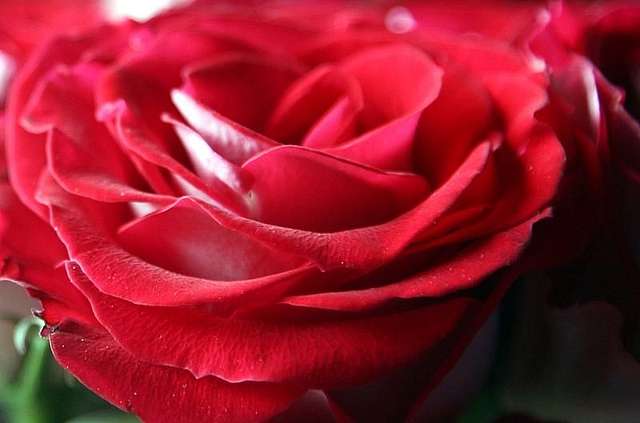 Rose Petals (Red) – Loose Apothecary Herb