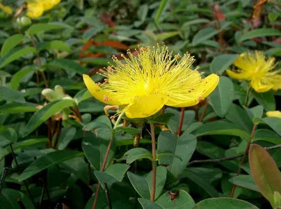 St. John’s Wort Herb (Cut & Sifted, Organic) – Loose Herb