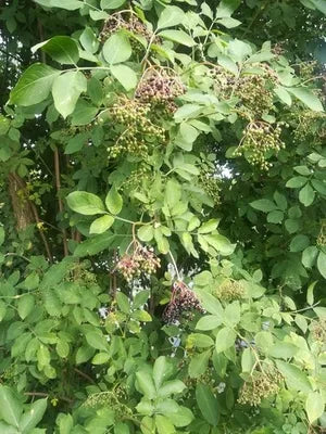 Elder Flower (Whole) – Loose Herb