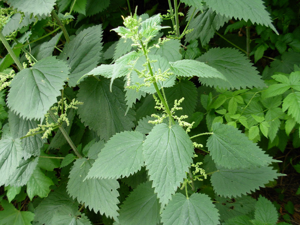 Nettle Leaf (Cut & Sifted) – Loose Herb