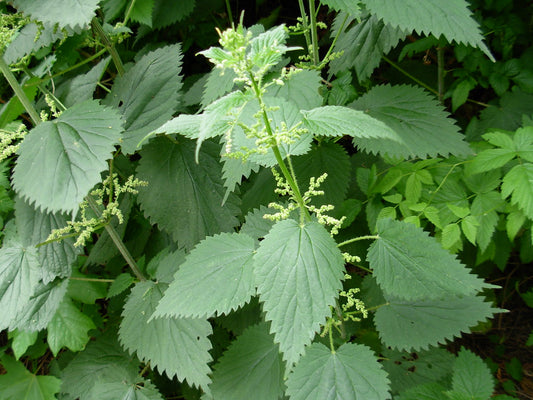 Nettle Leaf (Cut & Sifted) – Loose Herb