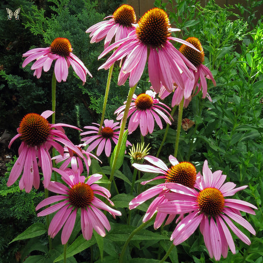 Echinacea purpurea Herb (Cut & Sifted) – Loose Herb