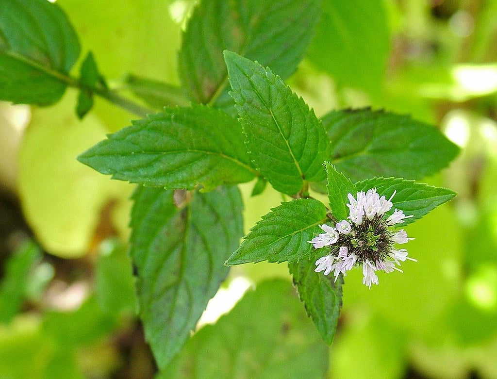 Peppermint Leaf (Cut & Sifted, Organic) – Loose Herb