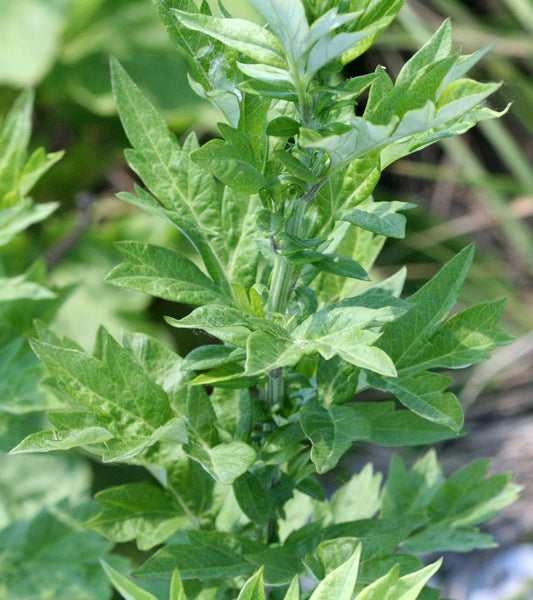 Mugwort Herb (Cut & Sifted) – Loose Herb