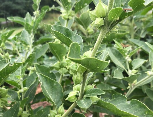 Ashwagandha Root (Cut & Sifted) – Loose Herb