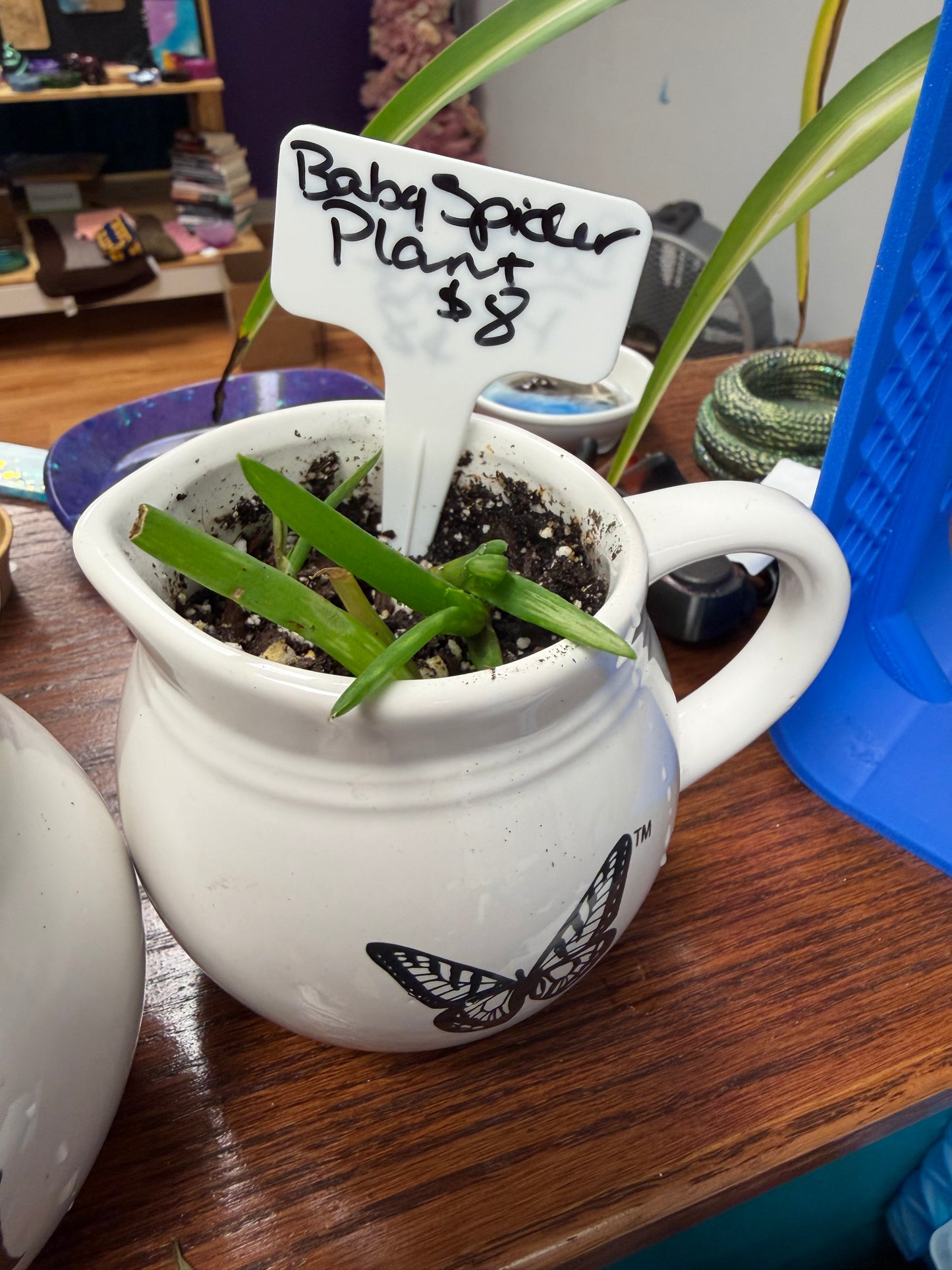 Plants by Heather