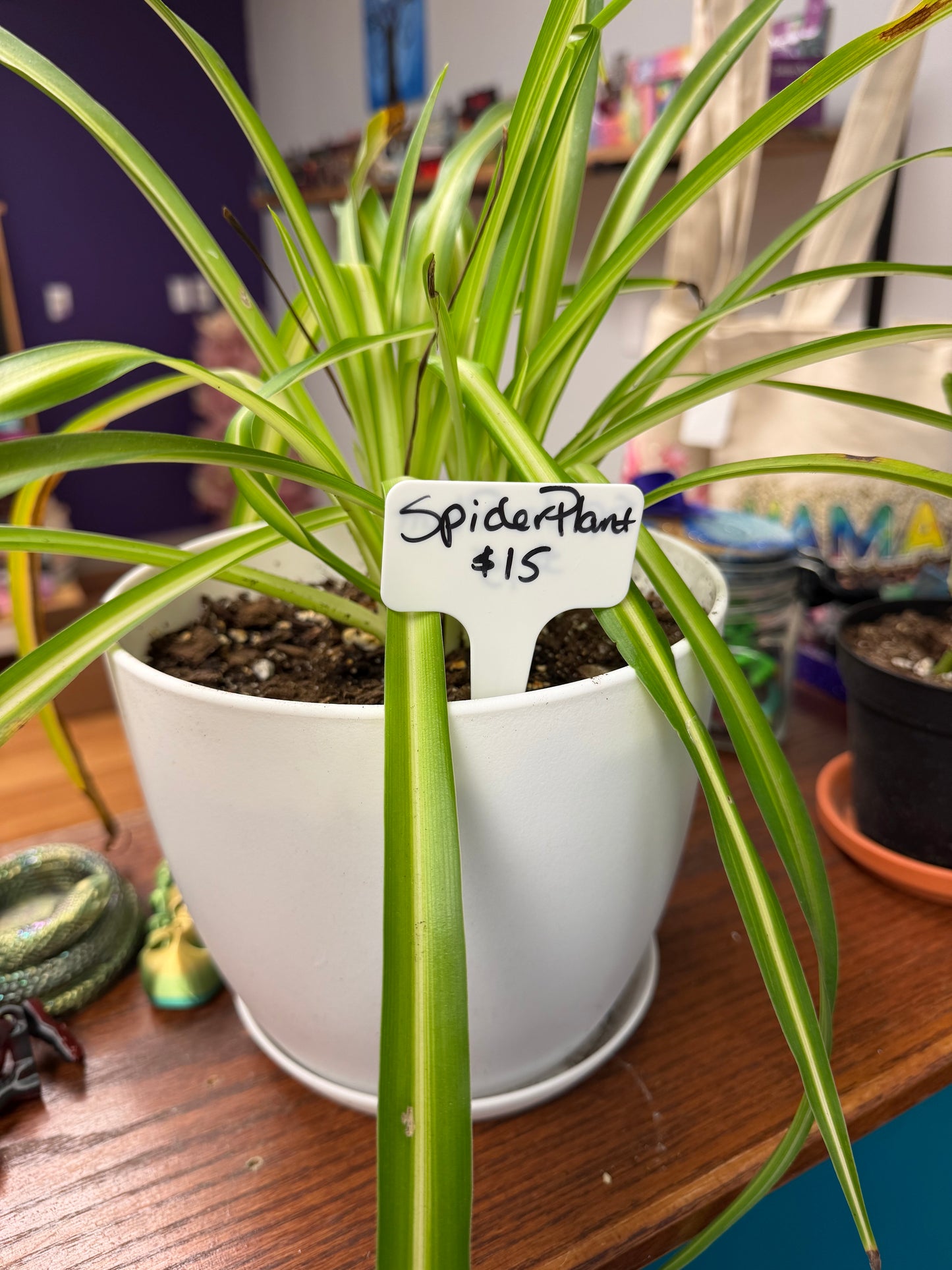 Plants by Heather