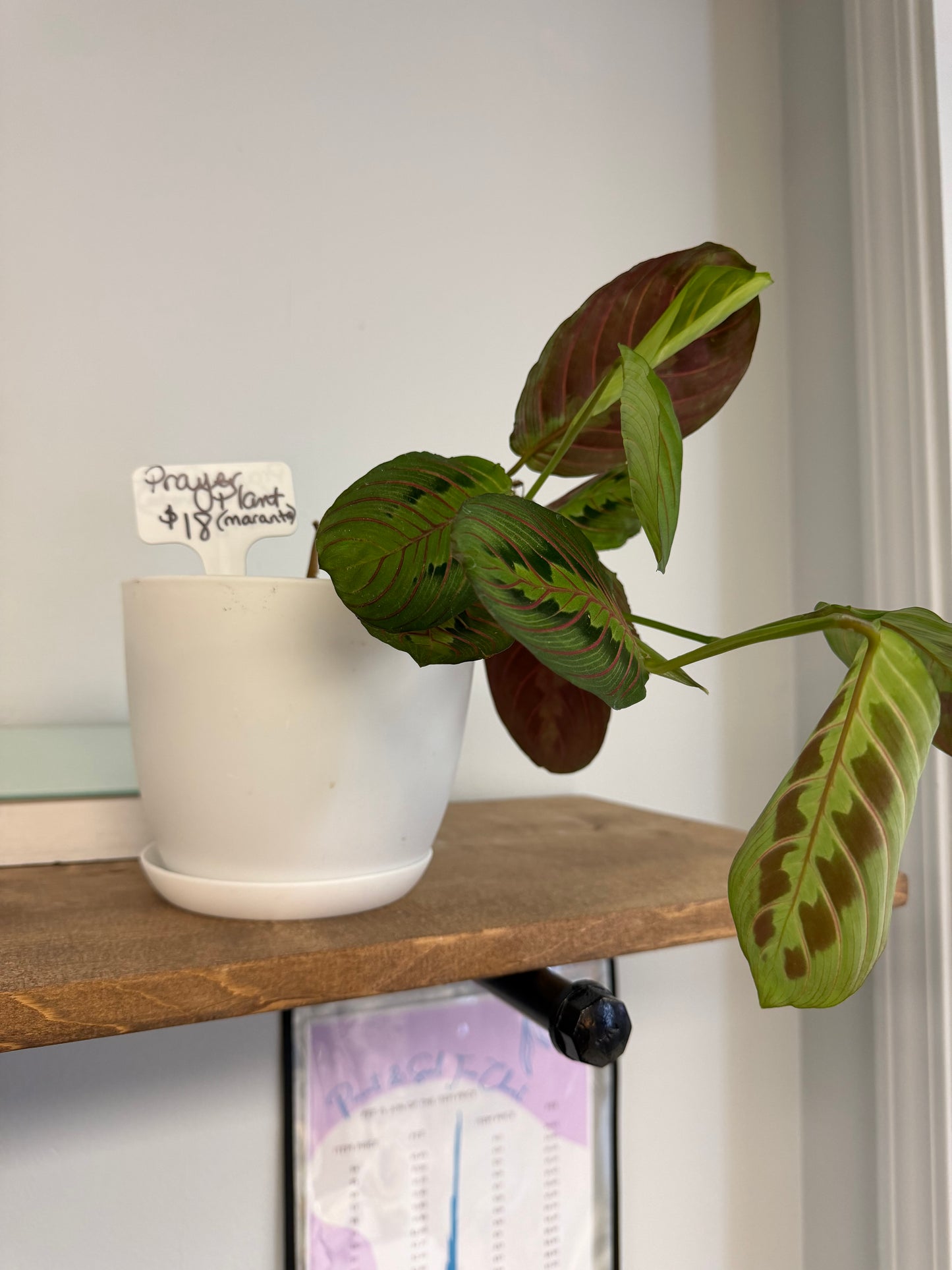 Plants by Heather