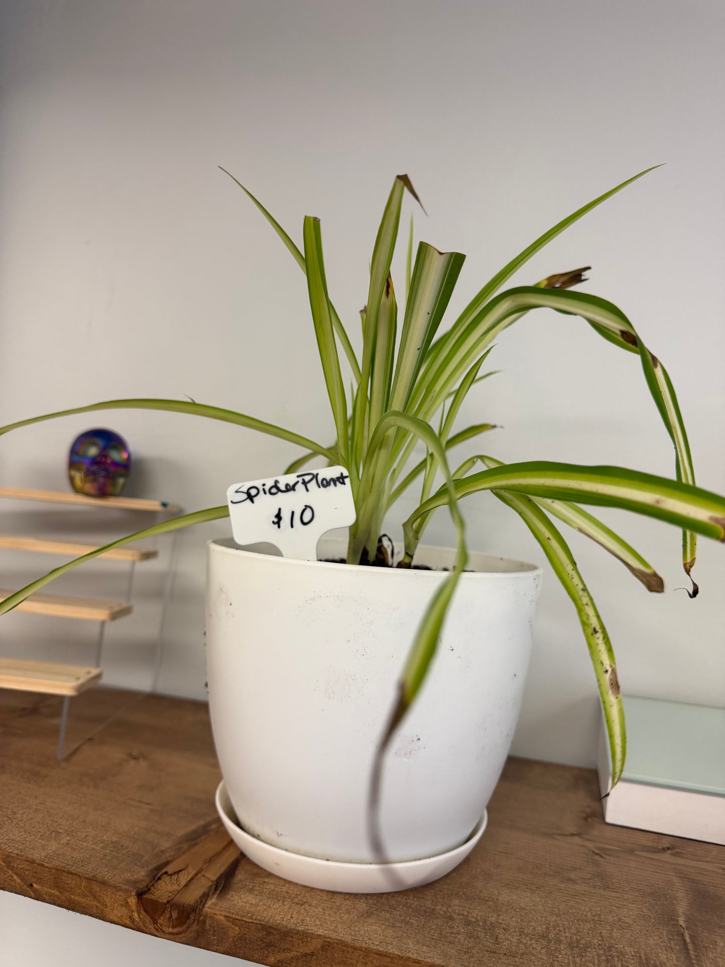 Plants by Heather
