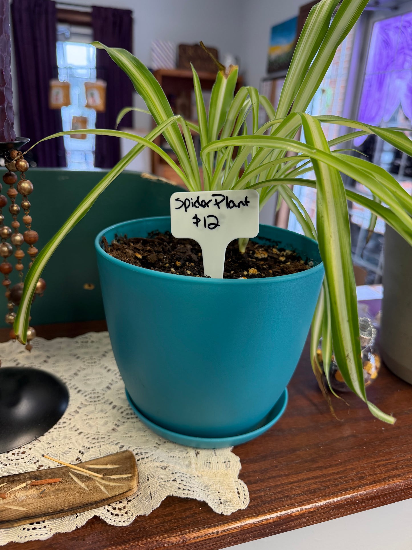 Plants by Heather