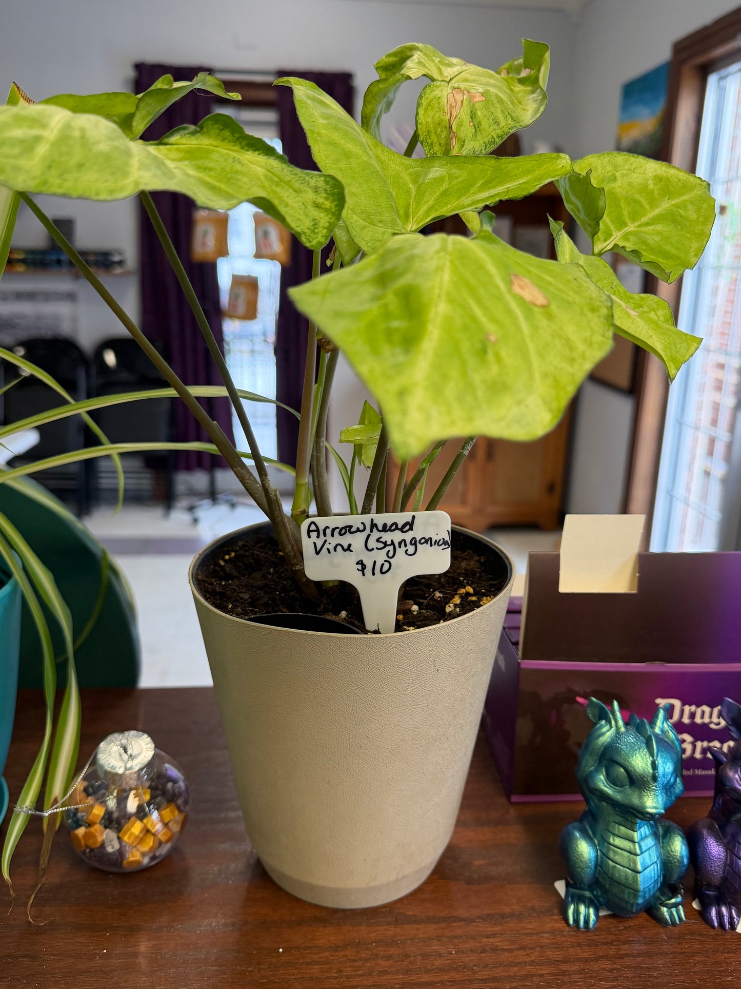 Plants by Heather