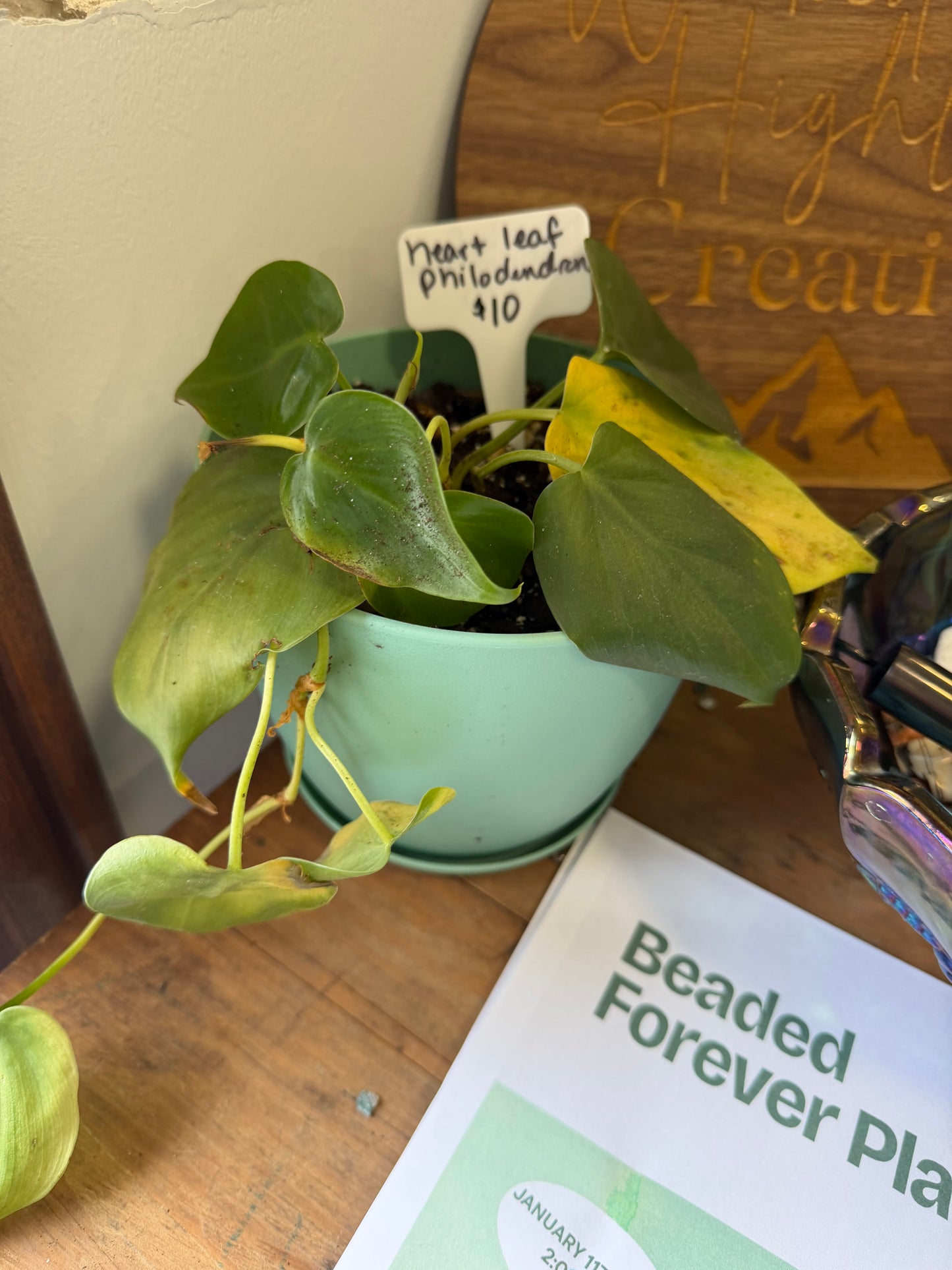 Plants by Heather