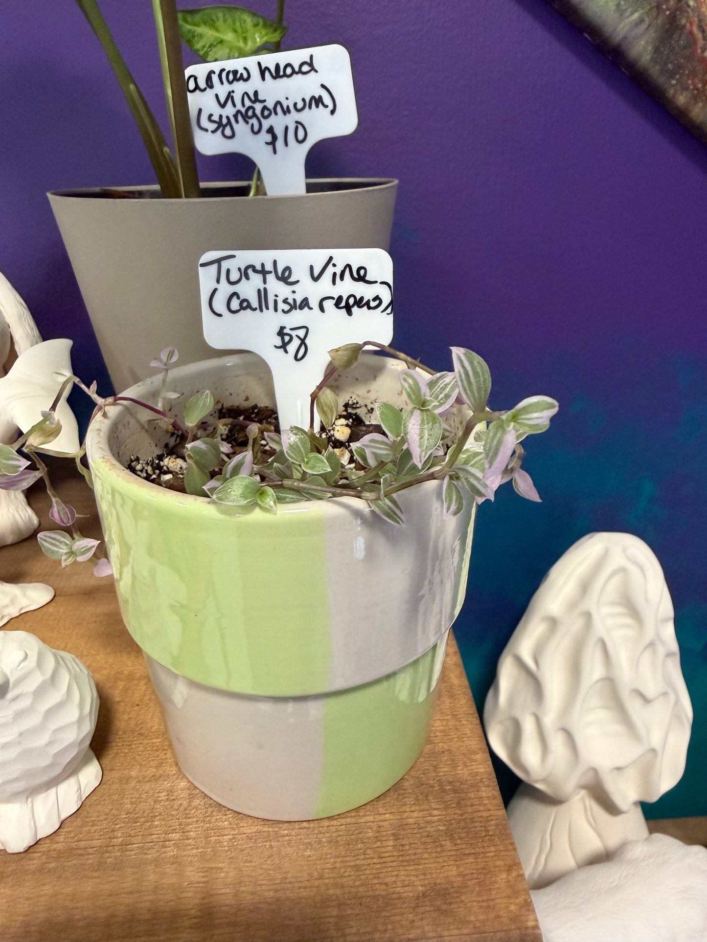 Plants by Heather