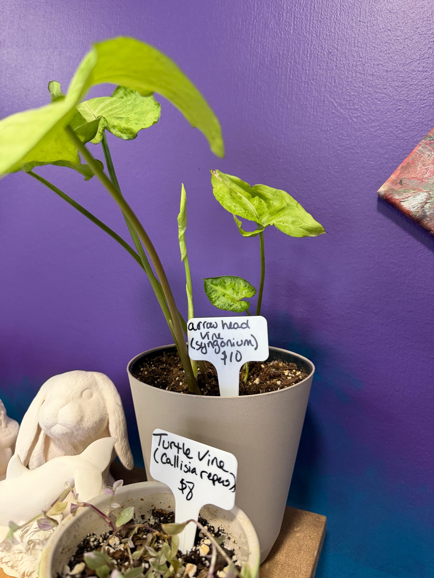 Plants by Heather