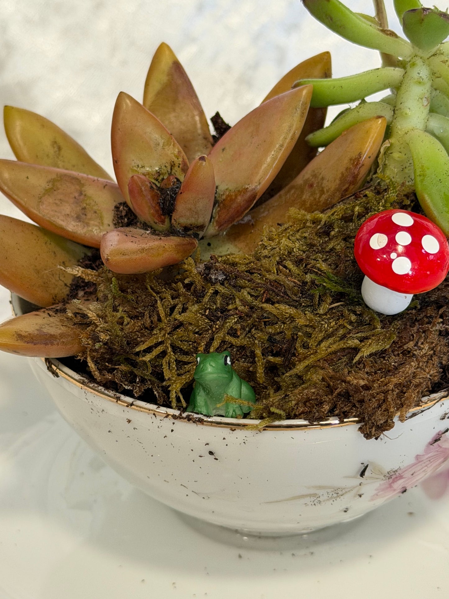 Vintage Teacup Succulent Class – Create Your Own Mini Garden