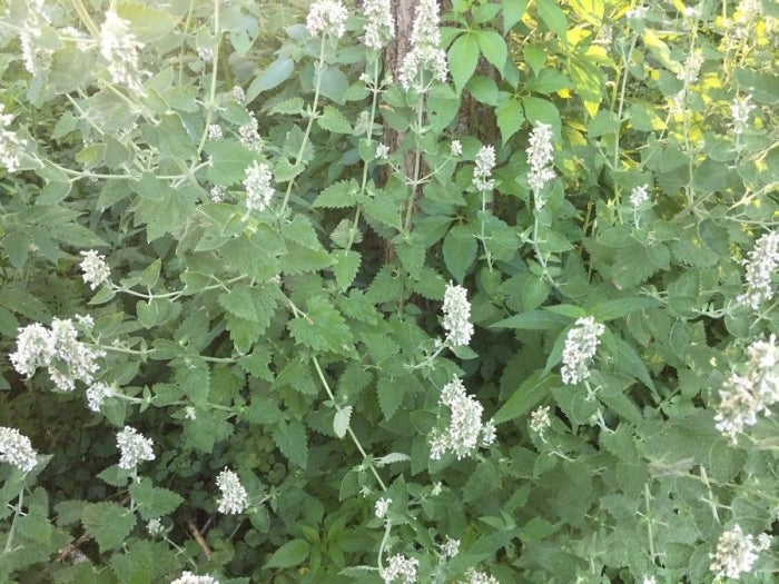 Catnip Leaf & Flower (Cut & Sifted) – Loose Herb