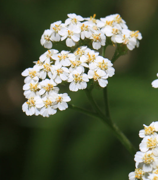 Yarrow Flower (Cut & Sifted, Organic) – Loose Herb