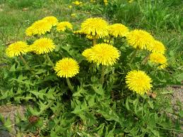Dandelion Root (Cut & Sifted) – Loose Herb