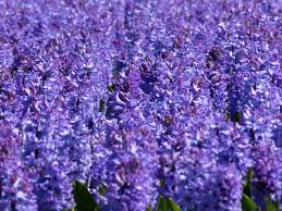 Lavender Flower (Ultra) – Loose Herb