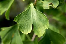 Ginkgo Leaf (Cut & Sifted) – Loose Herb