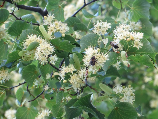 Linden Leaf & Flower (Cut & Sifted) – Loose Herb