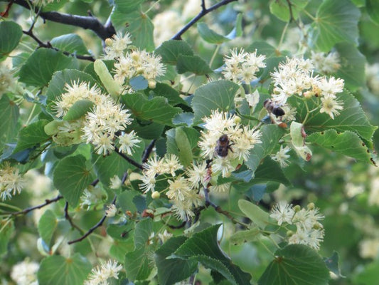 Linden Leaf & Flower (Cut & Sifted) – Loose Herb