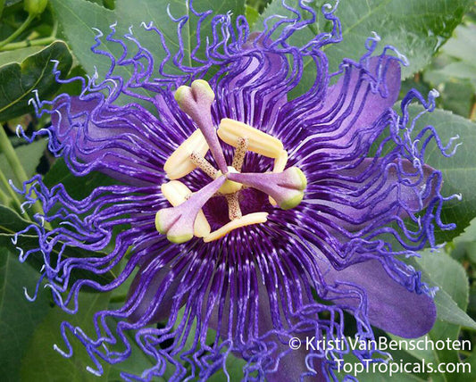 Passion Flower Herb (Cut & Sifted) – Loose Herb